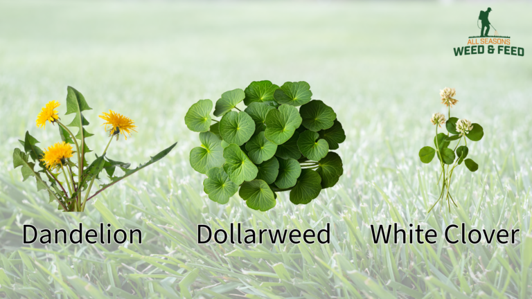 Infographic by All Seasons Weed and Feed showing how to identify common spring weeds: Dandelion, Dollarweed, and White Clover, against a blurred green lawn background